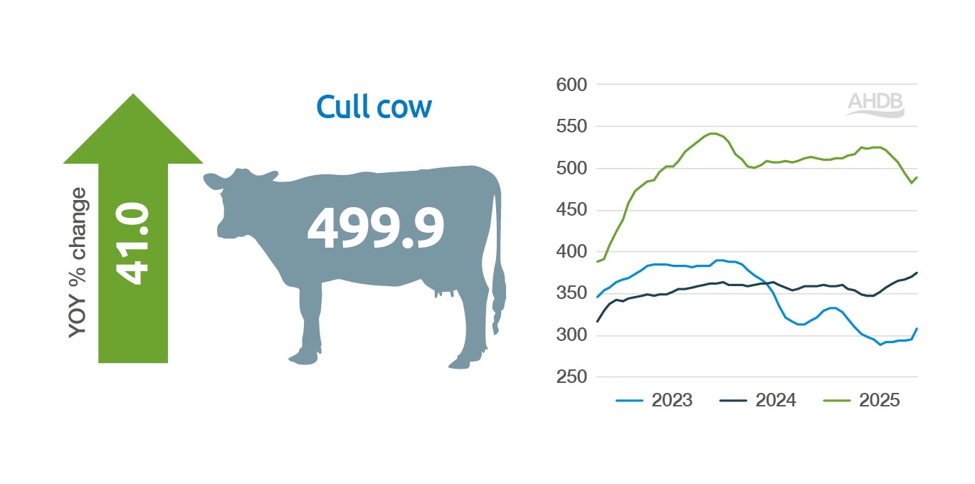 A line graph showing weekly GB cull cow prices (pence/kg deadweight) for 2023, 2024 and 2025.